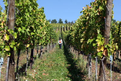 Rear view of woman walking in vineyard against clear sky