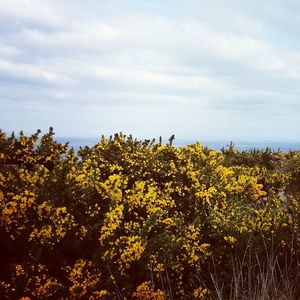 Yellow gorse on field against cloudy sky