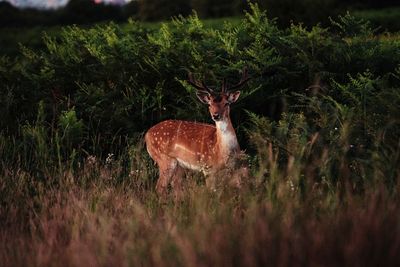 Portrait of deer standing on field