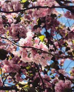 Low angle view of pink flowers blooming on tree