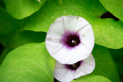 Close-up of purple flowering plant