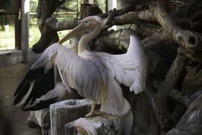 View of birds perching on tree