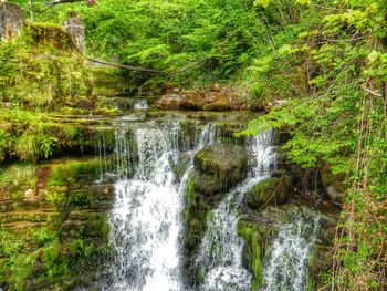 Stream flowing through forest