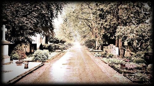 Road along trees