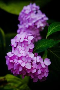 Close-up of purple flowers blooming outdoors