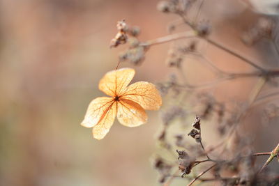 Close-up of dry leaves on branch against blurred background