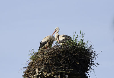 Low angle view of birds perching on nest against sky