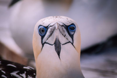 Close-up portrait of a bird