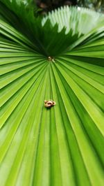 Close-up of insect on leaf
