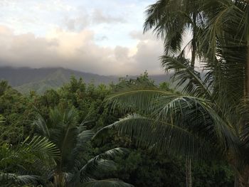 Palm trees against sky