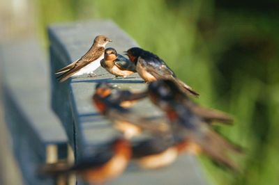 Close-up of birds perching