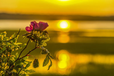 Close-up of pink flowering plant at sunset