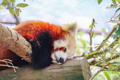 The dreamy red panda