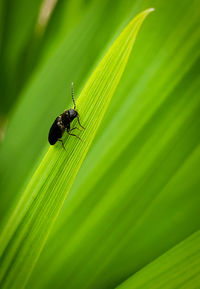 Close-up of insect on leaf beetle 