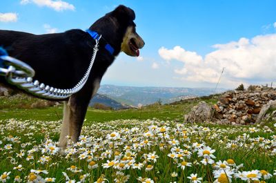 Dog strolling out in nature