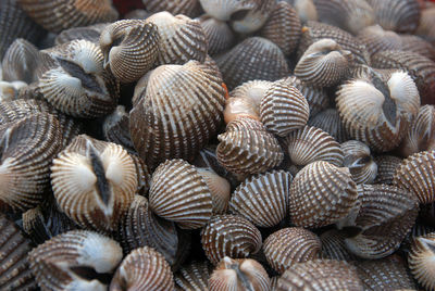 Full frame shot of seashells