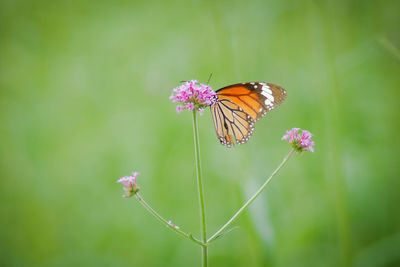 Close-up of butterfly pollinating on pink flower