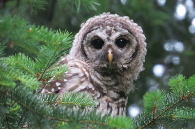 Close-up portrait of a owl