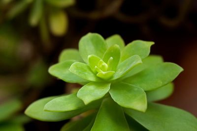 Close-up of succulent plant leaves