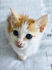 Close-up portrait of a cat