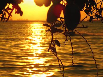 Close-up of silhouette plant against sea at sunset