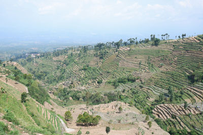 High angle view of vineyard against sky