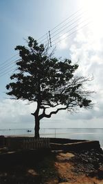 Silhouette tree against sky