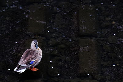 Close-up of bird perching on water