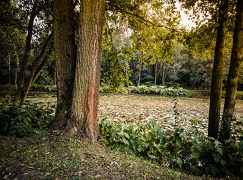 Trees by lake in forest