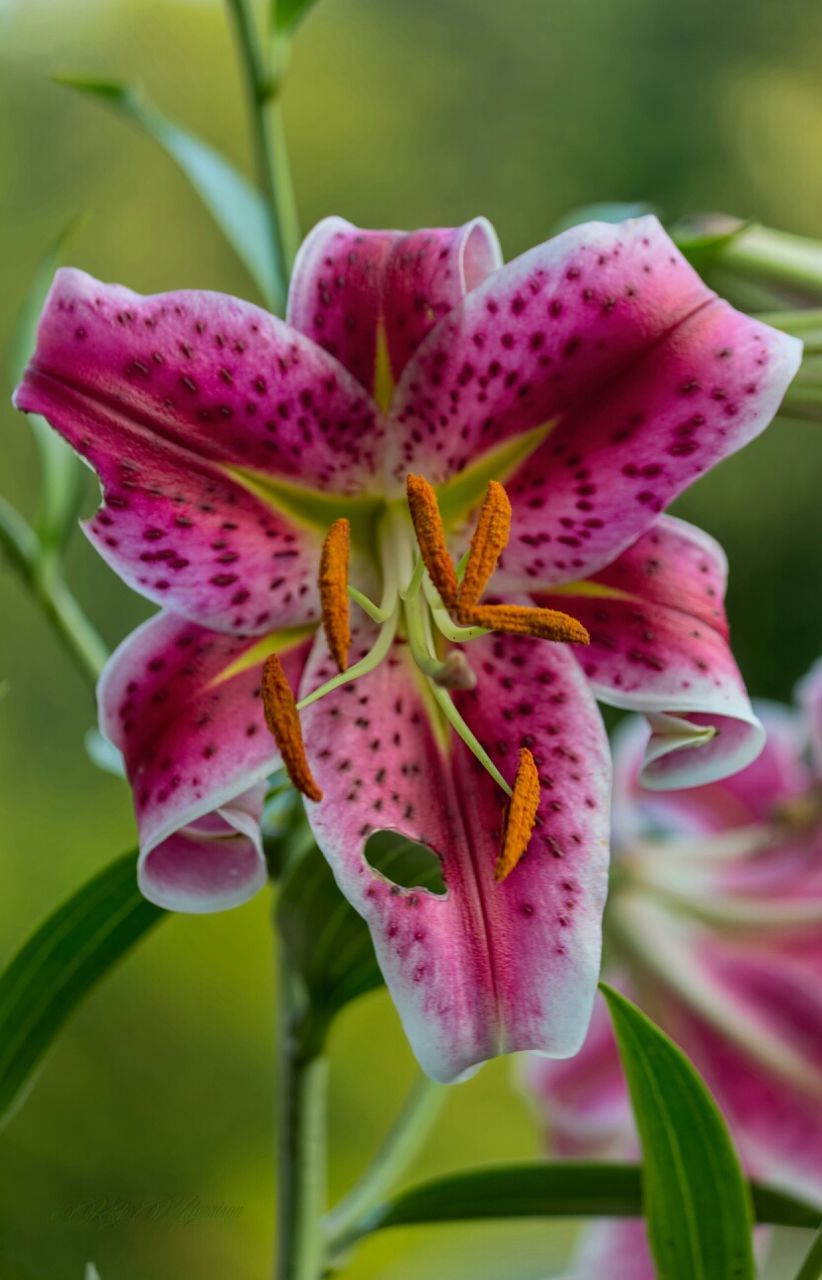 flower, petal, freshness, flower head, fragility, growth, beauty in nature, close-up, focus on foreground, blooming, nature, stamen, purple, single flower, plant, pollen, in bloom, blossom, stem, day