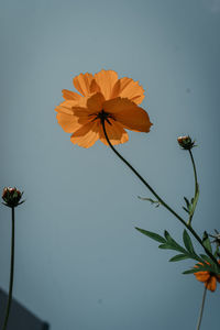 Low angle view of flowering plant against clear sky