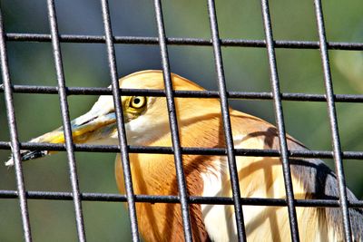 Close-up of heron in cage