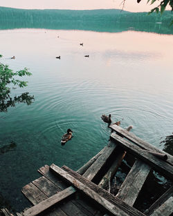 High angle view of birds swimming in lake