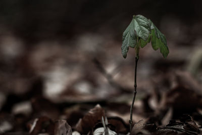 Close-up of plant