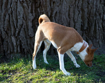 Side view of a dog on landscape