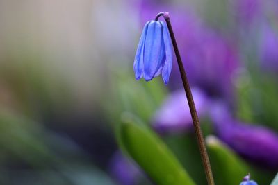 Close-up of purple flower