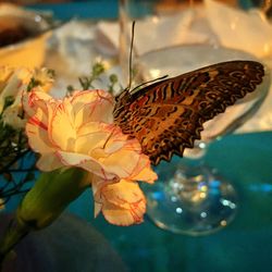 Close-up of butterfly on flower