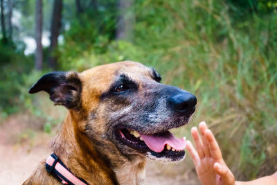 Close-up of hand holding dog