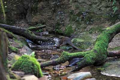 View of lizard on rock