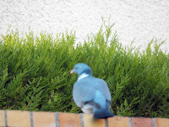 Bird perching on a field
