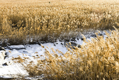 Scenic view of field during winter