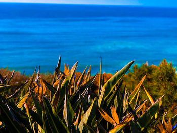 Close-up of plants by sea against blue sky