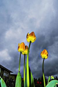 Close-up of yellow flower against sky