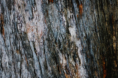 Full frame shot of tree trunk