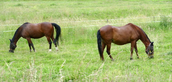 horse