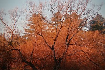 Low angle view of bare trees against sky during autumn