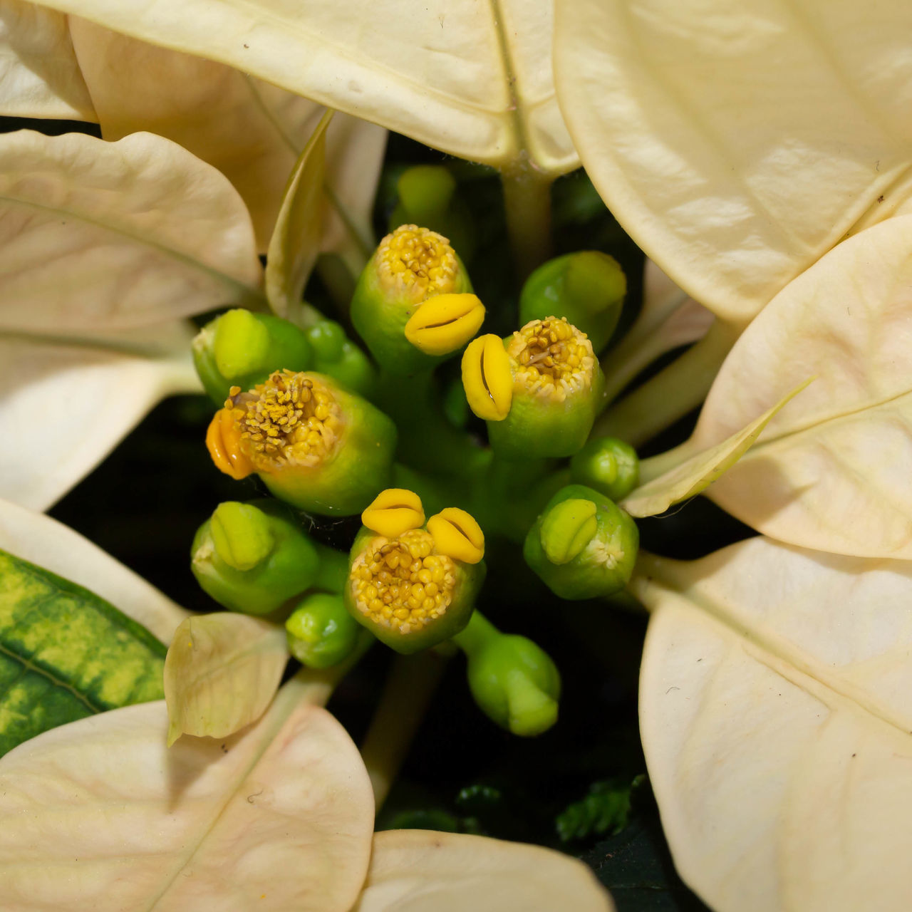 plant, freshness, flower, growth, close-up, flowering plant, beauty in nature, vulnerability, fragility, human hand, hand, human body part, day, nature, leaf, real people, yellow, plant part, high angle view, one person, flower head, outdoors, finger