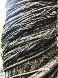 Low angle view of tree trunk