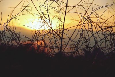 Sun shining through bare trees