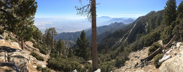 Panoramic shot of trees on landscape against sky